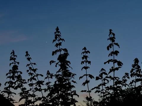 Twilight silhouettes of growing trees Stock Photos