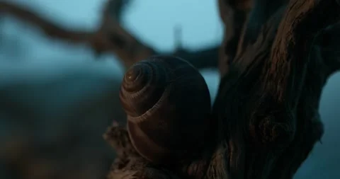 Twilight Snail shell on Weathered Branch. Stock Footage 259919055