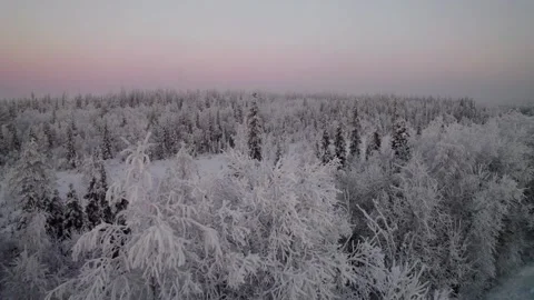 Twilight Snowfall in Serene Winter Forest Stock Footage 256235358