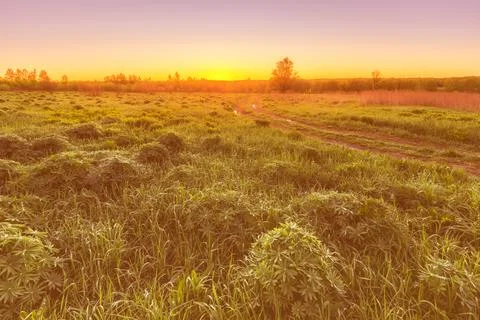 Twilight in a spring field with green grass, lupine sprouts, fog on the hor.. Stock Photos