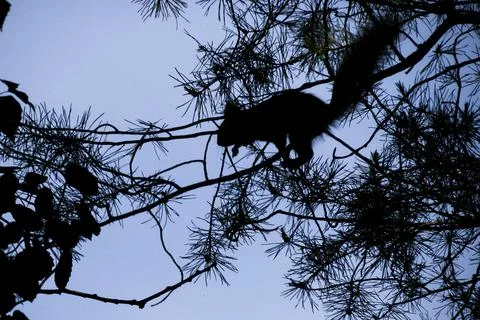 Twilight, a squirrel on a tree will jump Stock Photos