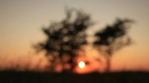 Twilight sunset scene - two trees and orange clear sky Stock Footage 8557390