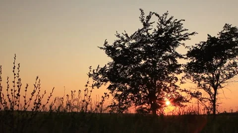 Twilight sunset - two trees panning and orange clear sky Stock Footage 8567533