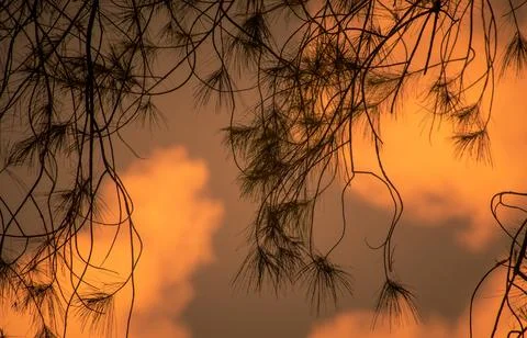 Twilight Tangles Foto stock