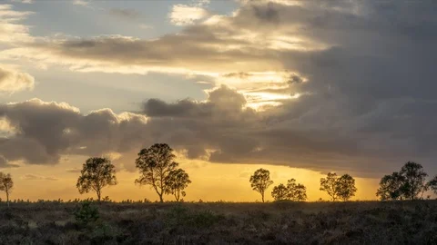 Twilight Timelapse, rainy sunset @ heather fields. Veluwe park, Netherlands Stock Footage 99840000