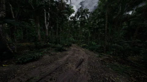 Twilight trail shelters secrets. Dim forest pathway sets suspenseful scene Stock Footage 339799442