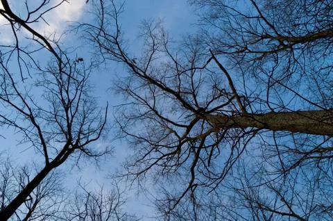 Twilight tree branches Stock Photos