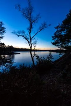 Twilight Tree Foto stock