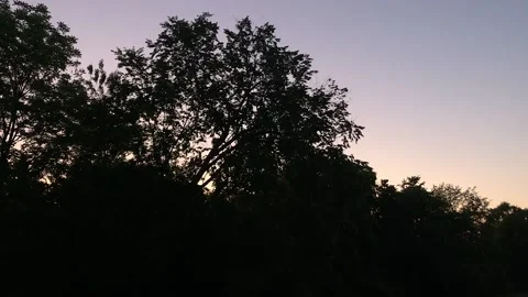 Twilight Treeline Stock Footage 169974468