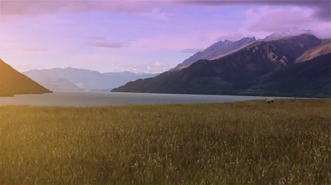 Twilight view of grassy field overlooking snow capped mountains of New Zealand. Stock Footage 34341439