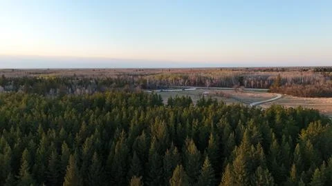Twilight View of Pine Forest and Curved Road Stock Photos