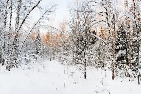 Twilight in winter forest Stock Photos