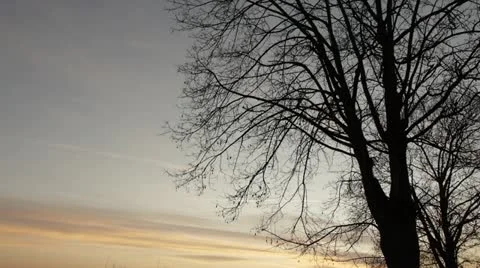 TWILIGHT_TREE Video stock 11132567