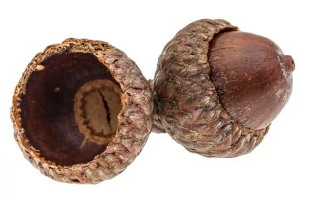 Twin Acorns Stock Photos