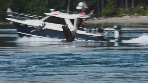 Twin Bald Eagles Skimming Low Over Coastal Water Stock Footage 341030257