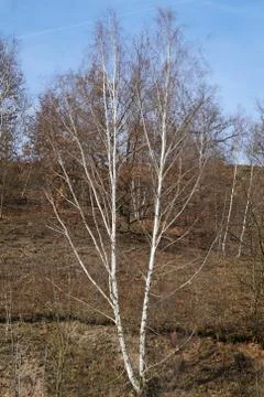 Twin birch Stock Photos