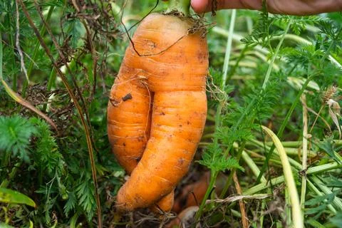 Twin carrots with amusing shape, hand-harvested, home garden crop, naturall.. Stock Photos
