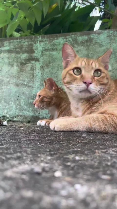 Twin cats Stock Footage 321549659