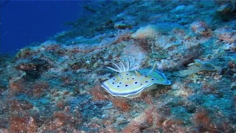 Twin Chromodoris, Crawl Stock Footage 301025148
