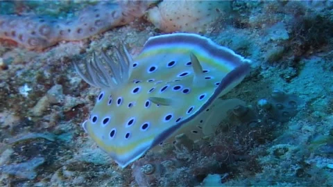 Twin Chromodoris, Crawling Stock Footage 301025053