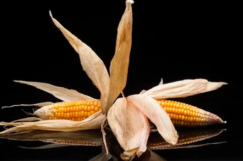 Twin corn of the cobs Stock Photos