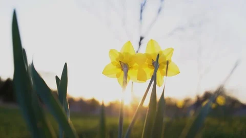 Twin Daffodils Stock Footage 89549258
