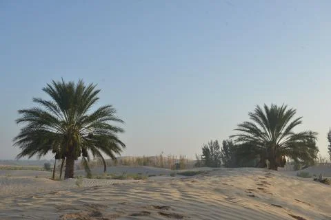 Twin Date Palm Trees in Sandy Desert Oasis Stock Photos