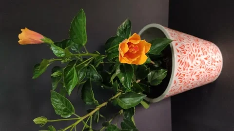 Twin hibiscus flowers Stock Footage 130798852