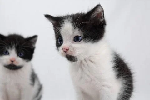 Twin kittens Stock Photos