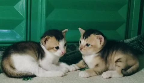 Twin kittens Stock-Fotos