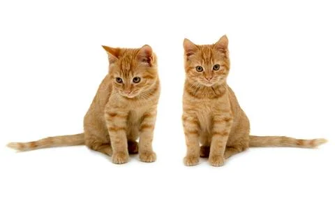 Twin kittens Stock Photos