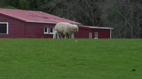 Twin Lambs Feeding Stock-Footage 331839