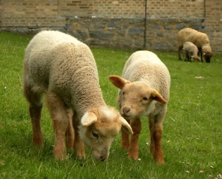Twin lambs Stock Photos