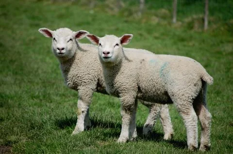 Twin lambs standing side by side in a field Stock Photos