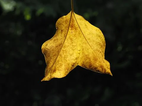 Twin leaf natural background pattern image. rare plant spotted Stockfoto's