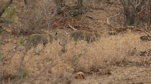 Twin leopard cubs Stock-Footage 87748972