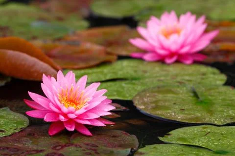 Twin lotus Stock Photos
