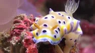 Twin Magnificent Nudibranch Slug Laying Eggs Stock Footage