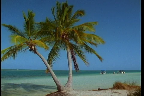 Twin Palm tree in front of shallow Florida Beach Video stock 122114333