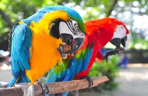 Twin Parrot Foto stock