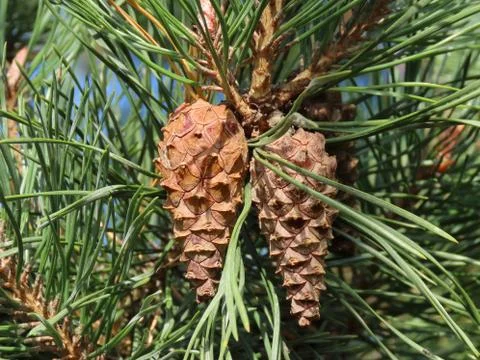 Twin pine cones Stock Photos