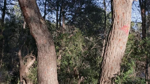 Twin Pine Tree Trunks in Benidorm Natural Park Stock Footage 329321263