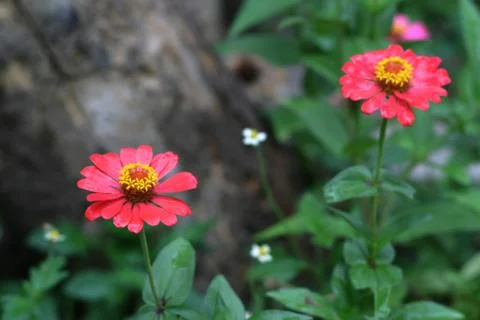 Twin red Stock Photos