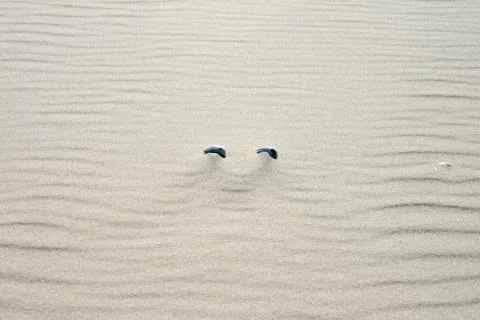 Twin shells Stock Photos