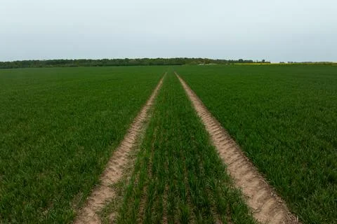 Twin tracks through crop rows converge toward a distant tree line Foto stock