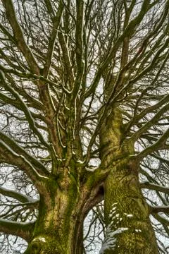 Twin tree Stock Photos