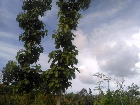 Twin tree Stock Photos