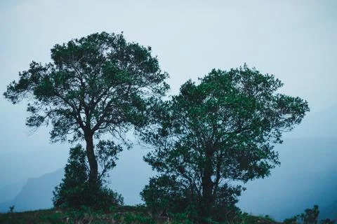 Twin tree at the top of the mountain Stock Photos