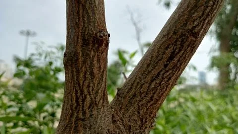 Twin tree trunks growing side by side outdoors stock photo bark view 写真素材