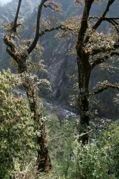 Twin Trees Stock Photos